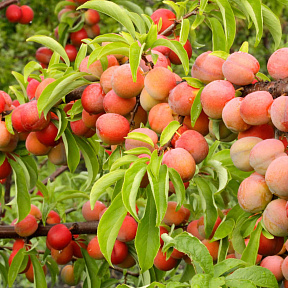 Слива Алтайская юбилейная