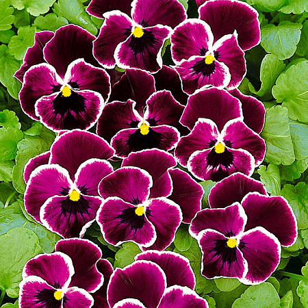 Фото Виола Морская волна