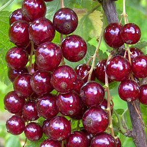 Смородина Виксне