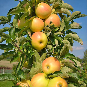 Яблоня колонновидная Луч