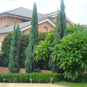 Можжевельник скальный Скайрокет