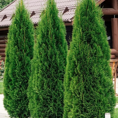 Туя западная Смарагд