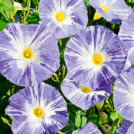 Фото Ипомея Летающая тарелка