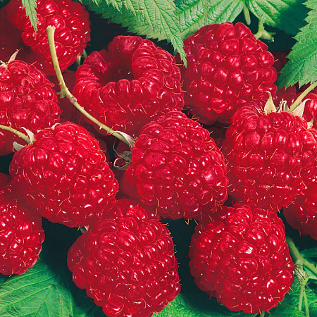 Фото Малина ремонтантная Осеннее блаженство