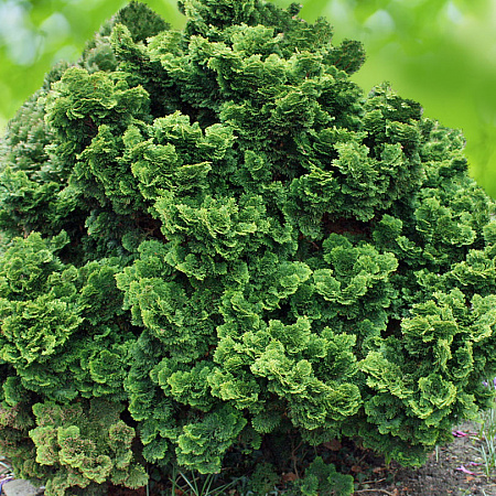 Фото Кипарисовик туполистный Нана Грацилис