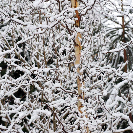 Фото Берёза повислая Спайдер Эллей