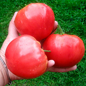 Помидор Малиновый румяный