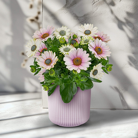 Фото Остеоспермум Санни Компакт Джилл