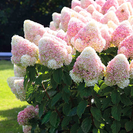 Фото Гортензия метельчатая Саммер сноу