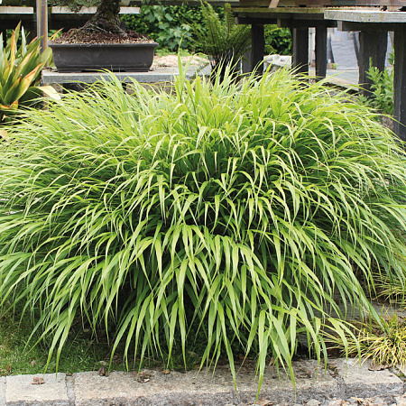 Фото Хаконехлоа большая Николас