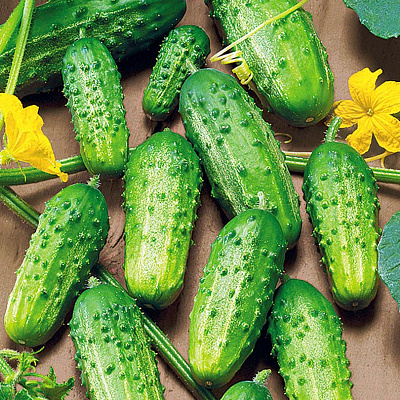 Огурец Родничок F1