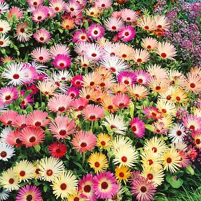 Доротеантус Краски лета 0,1гр