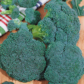 Капуста брокколи Хронос F1 12шт