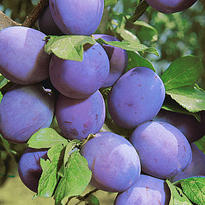 Слива Уральский чернослив