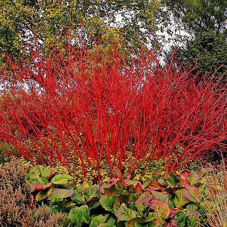 Фото Дёрен Белый сибирский