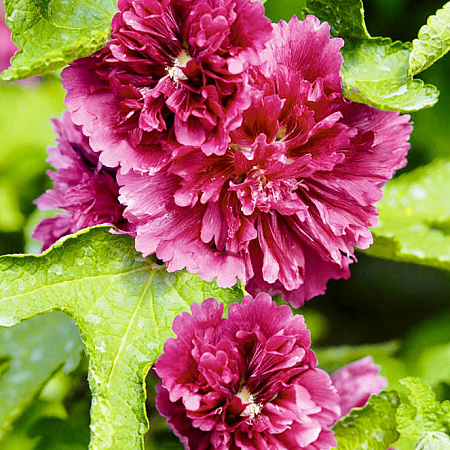 Фото Шток-роза Пурпурная королева