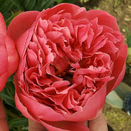 Фото Пион гибридный Корал Суприм