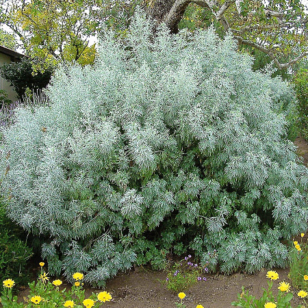 Фото Полынь Древовидная