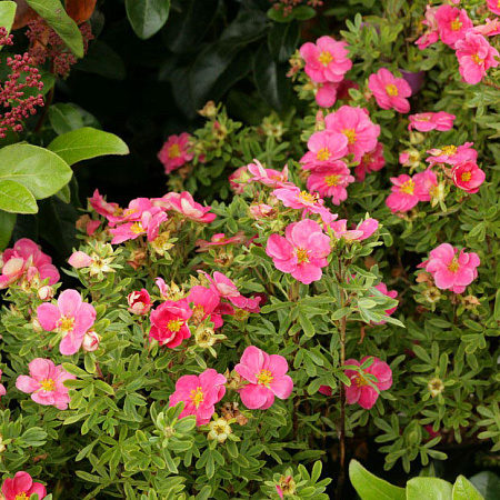 Фото Курильский чай Розовый рай