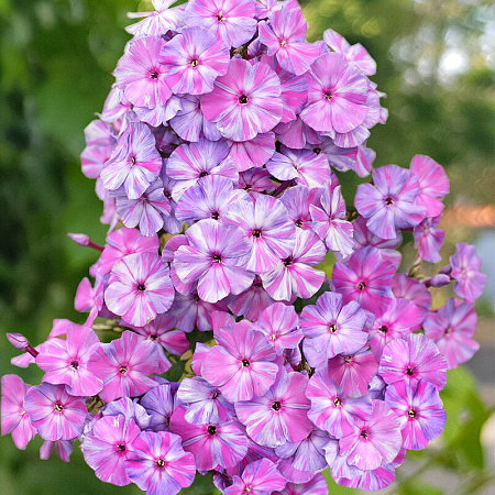 Фото Флокс метельчатый Отэм джой