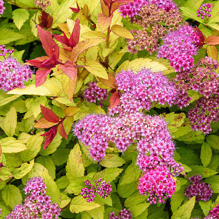 Фото Спирея японская Голден Принцесс