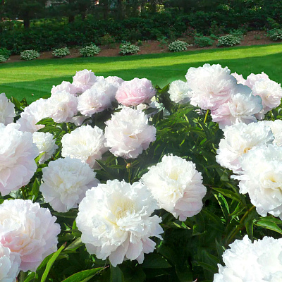 Пион Ширли темпл