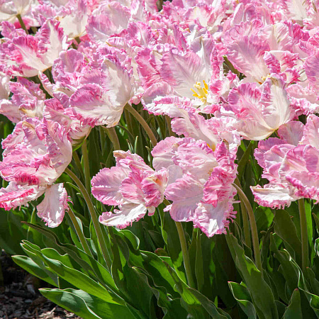 Фото Тюльпан попугайный Кабанна