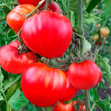 Фото Помидор Котофей