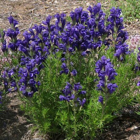 Фото Змееголовник Харкевича