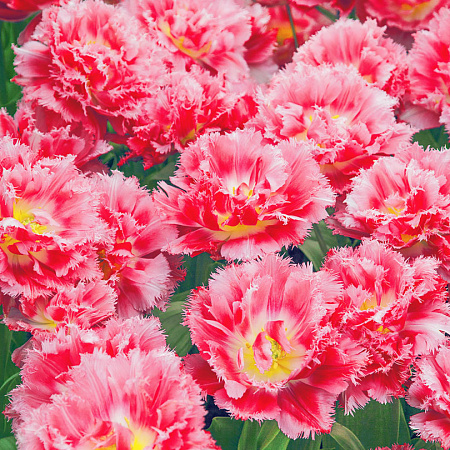 Фото Тюльпан бахромчатый Криспион Свит