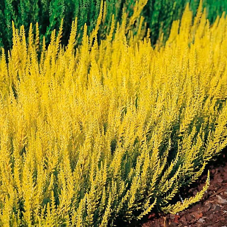 Фото Вереск обыкновенный Голд Хейз