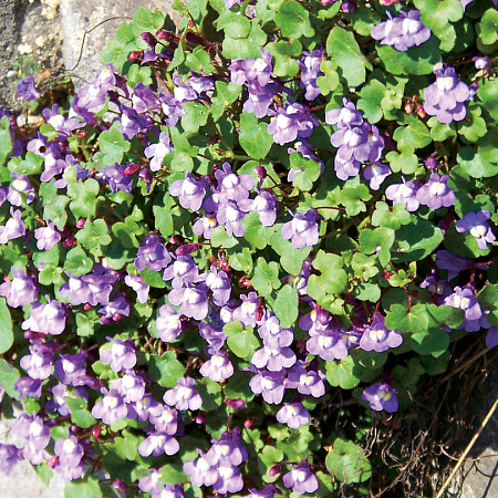 Фото Цимбалярия постенная