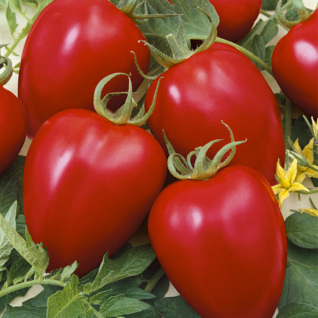 Фото Набор Уникальных помидоров Великолепная шестерка