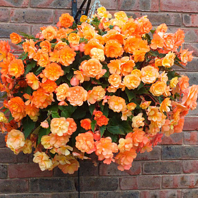 Бегония ампельная Иллюминейшн Эприкот Шейдс