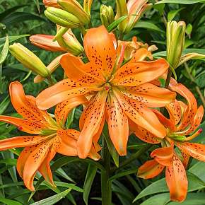 Лилия азиатская махровая Маст Си