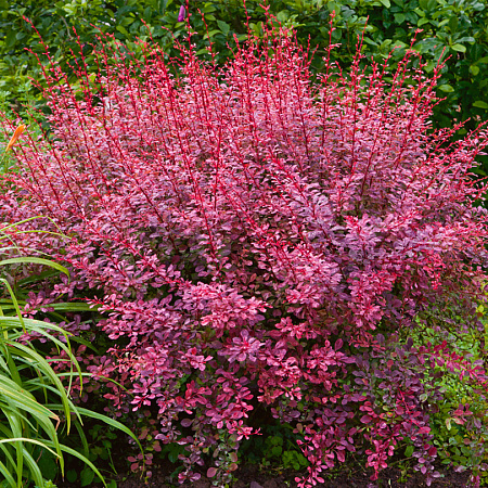 Фото Барбарис тунберга Розовое сияние
