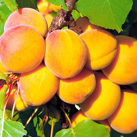 Фото Абрикос Королевский