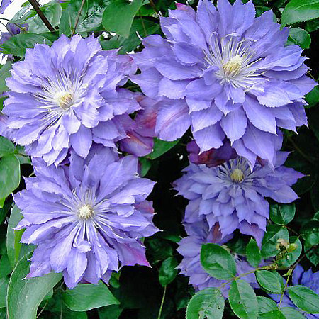 Фото Клематис Кантес оф Лавлейс