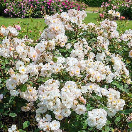 Фото Роза мускусный гибрид Пенелоп Хобхаус