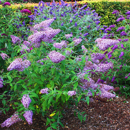 Фото Буддлея Гулливер