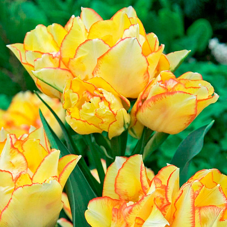 Фото Тюльпан многоцветковый Акилла