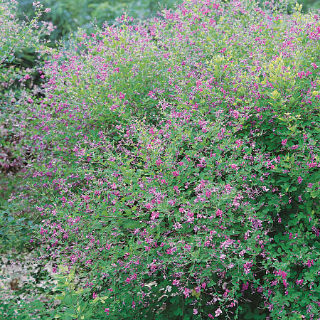 Фото Леспедеца Двуцветная