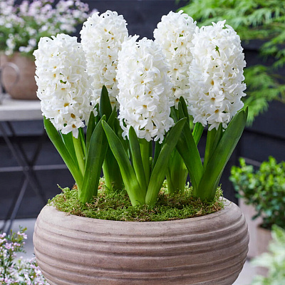 Гиацинт Карнеги