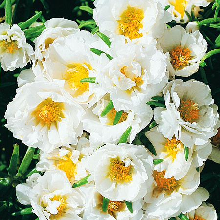 Фото Портулак Сандал Белый