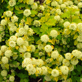 Пузыреплодник Дартс Голд