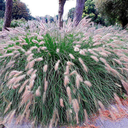 Фото Пеннисетум лисохвостовый