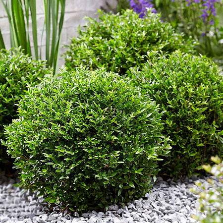 Фото Жимолость блестящая Гарден Клаудс Грин Бриз