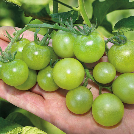 Фото Помидор черри Тотошка