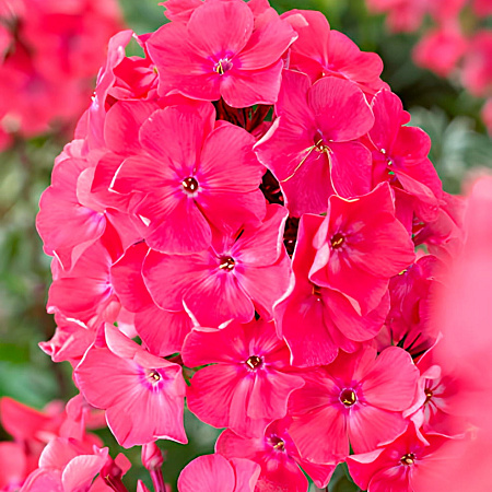 Фото Флокс метельчатый Вотермелон Панч