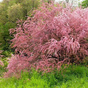 Тамарикс ветвистый Рубра